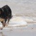 Dog fun_4